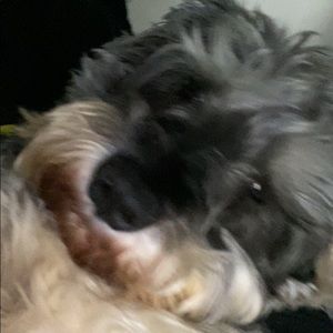 Meet your Posher, Cameron